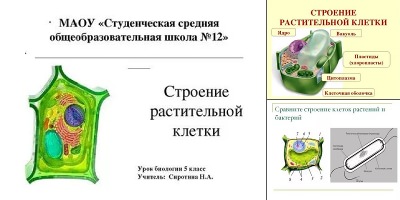 растительная клетка строение рисунок