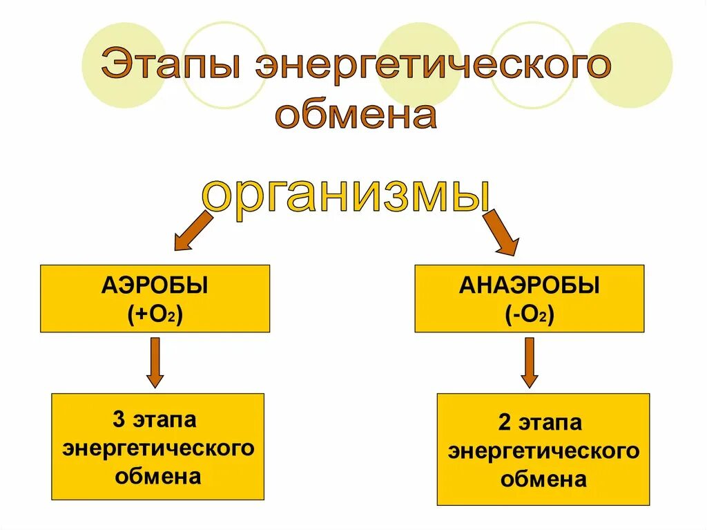 Энергетическим обменом является. Этапы энергетического обмена у анаэробов. Этапы энергетического обмена у аэробных организмов. Анаэробные организмы энергетический обмен. Этапы энергетического обмена у аэробов и анаэробов.