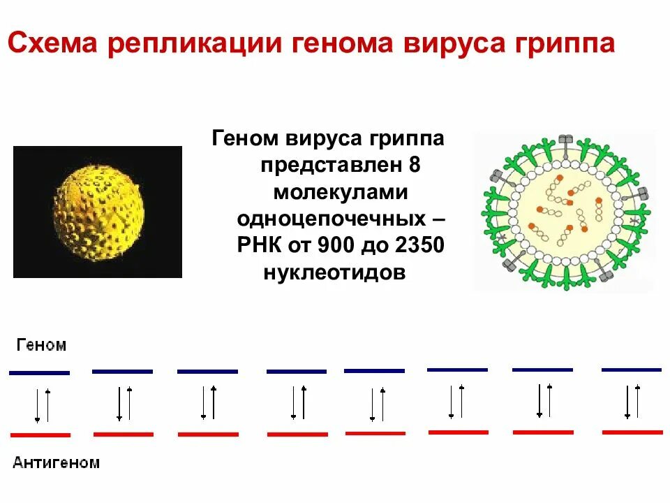 Действие вируса гриппа. Схема репликации вируса гриппа. Сегменты вируса гриппа микробиология. Геном вируса гриппа. Геном вируса гриппа а представлен.