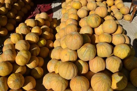 Чарджуйская дыня
