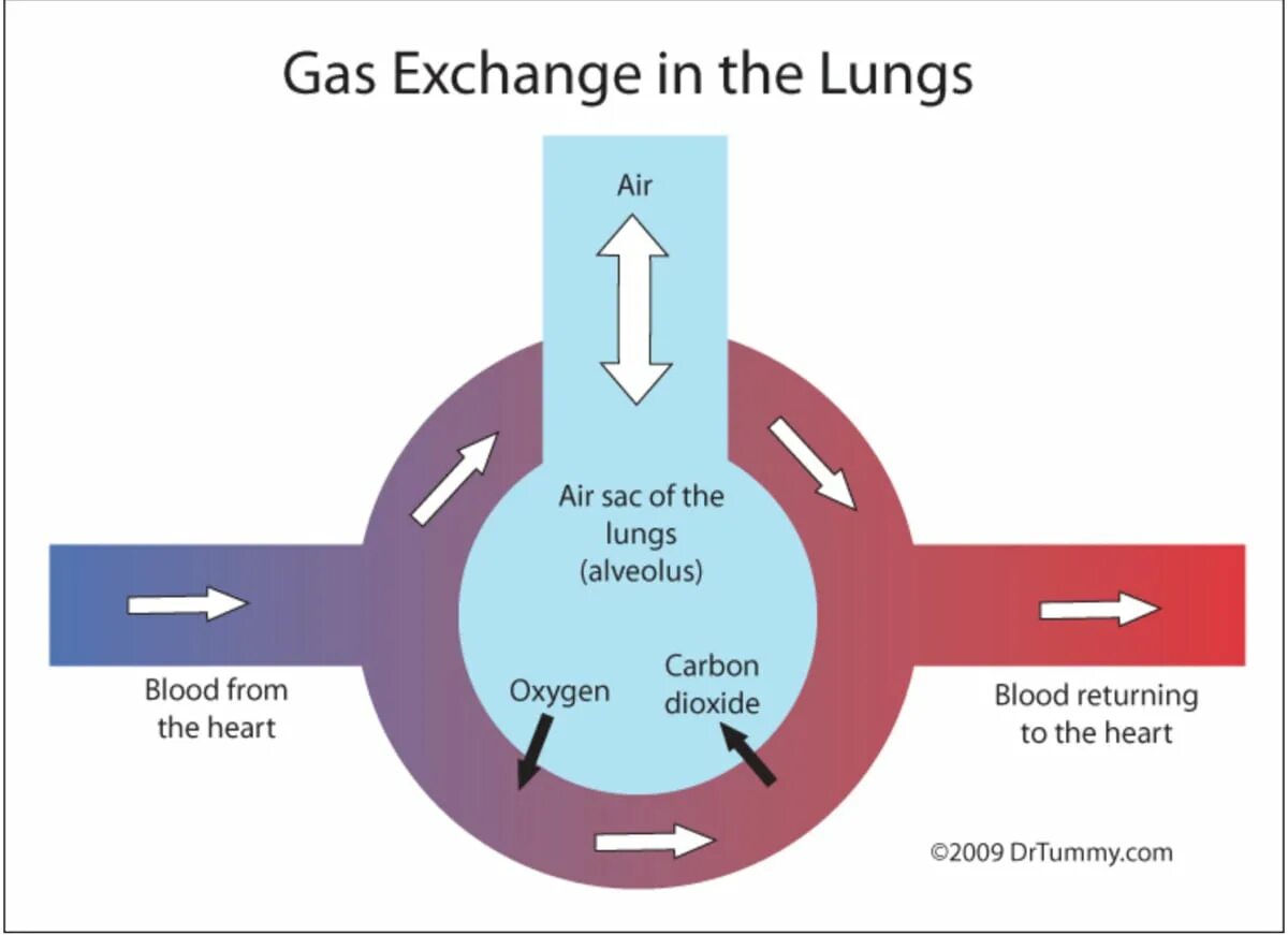 Can i exchange. Gas Exchange. Gas Exchange in the lungs and Tissues. Lungs Gas Exchange. Gas Exchange in Tissues.