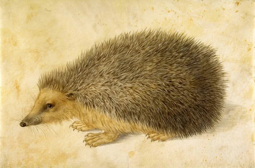Hans Hoffmann (1530-1591). Erinaceus roumanicus. Альбрехт Дюрер картины животных. Альбрехт Дюрер анималистика.