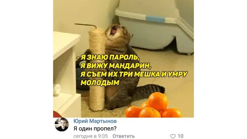 Я знаю пароль я вижу мандарин. Я вижу мандарин умру молодым. Я вижу мандарин умру молодым. Мемы про мандарины и кота. Я вижу мандарин умру молодым.