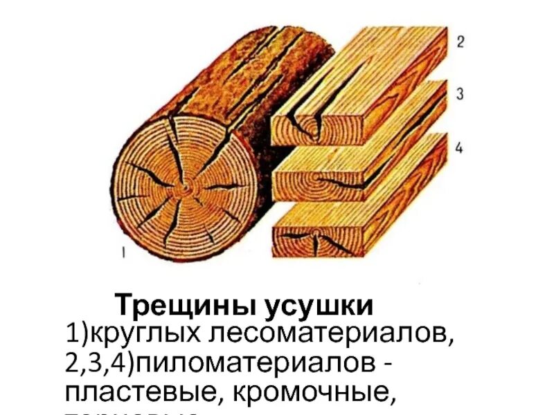 Древесина главное богатство этой зоны. Трещины усушки древесины. Пороки древесины трещины усушки. Пластевые трещины усушки. Тангенциальная усушка древесины.