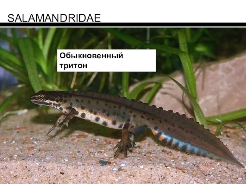 Какое развитие у гребенчатого тритона