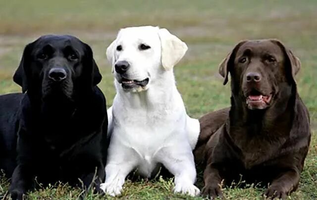 Как выглядит собака породы лабрадор New Labrador Puppy essentials Labrador Retriever beauty Cute labrador puppies,
