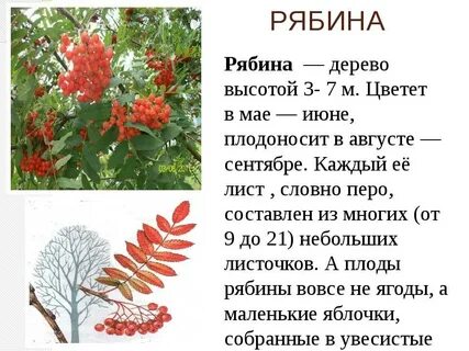 Рябина буша систематическая категория