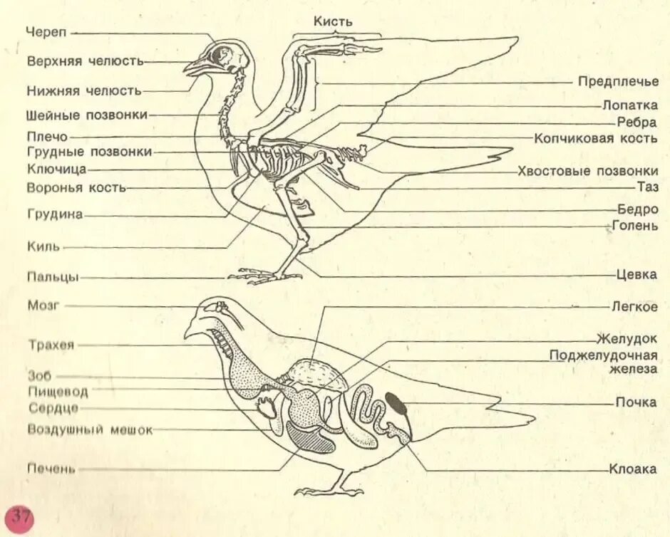 Особенности строения и жизнедеятельности птиц 8 класс. Строение голубя анатомия. Внутреннее строение голубя биология 7 класс. Внешнее и внутреннее строение птиц 7 класс. Внутреннее строение голубя схема.
