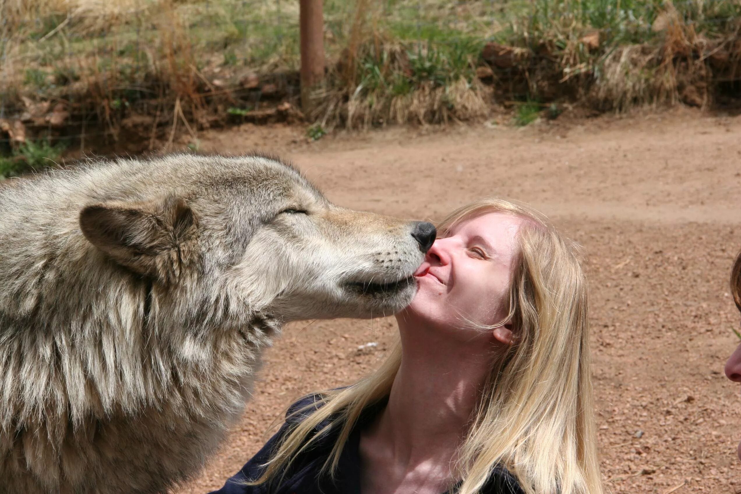 Полюбить волка. Дикие животные и человек. Дружба людей и животных. Дружба человека с дикими животными. Любовь животных к людям.