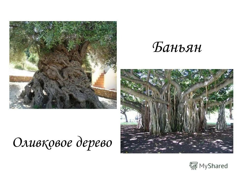Редкие деревья книга. Типичное дерево. Сколько лет растут оливы. Ладное дерево форум.