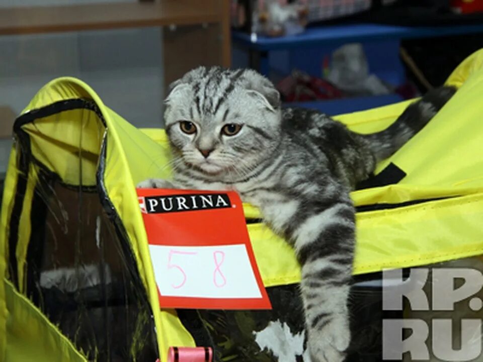 Выставка кошек в Уфе. Выставка кошек в Волгограде 2022. Выставка кошек Воронеж 2022. Выставка кошек в Барнауле 2022.