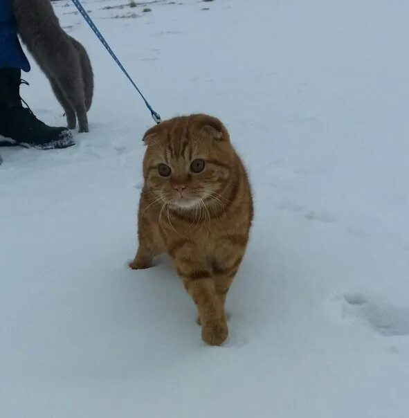 Во сколько коты начинают метить территорию. Во сколько коты начинают метить территорию. Коты метят территорию. Во сколько коты начинают метить территорию. Кошка метит территорию.