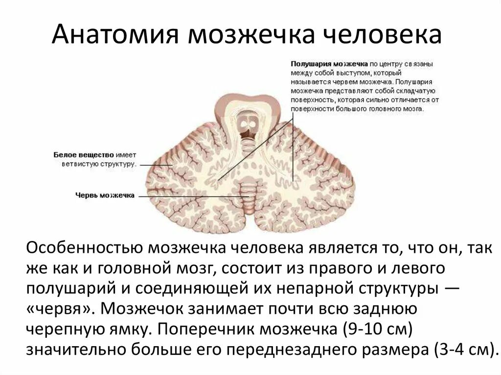 Плохо развит мозжечок. Строение червя мозжечка. Строение мозжечка червячок. Строение полушарий мозжечка. Поперечный срез мозжечка анатомия.