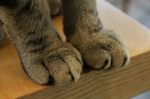 Foot cat