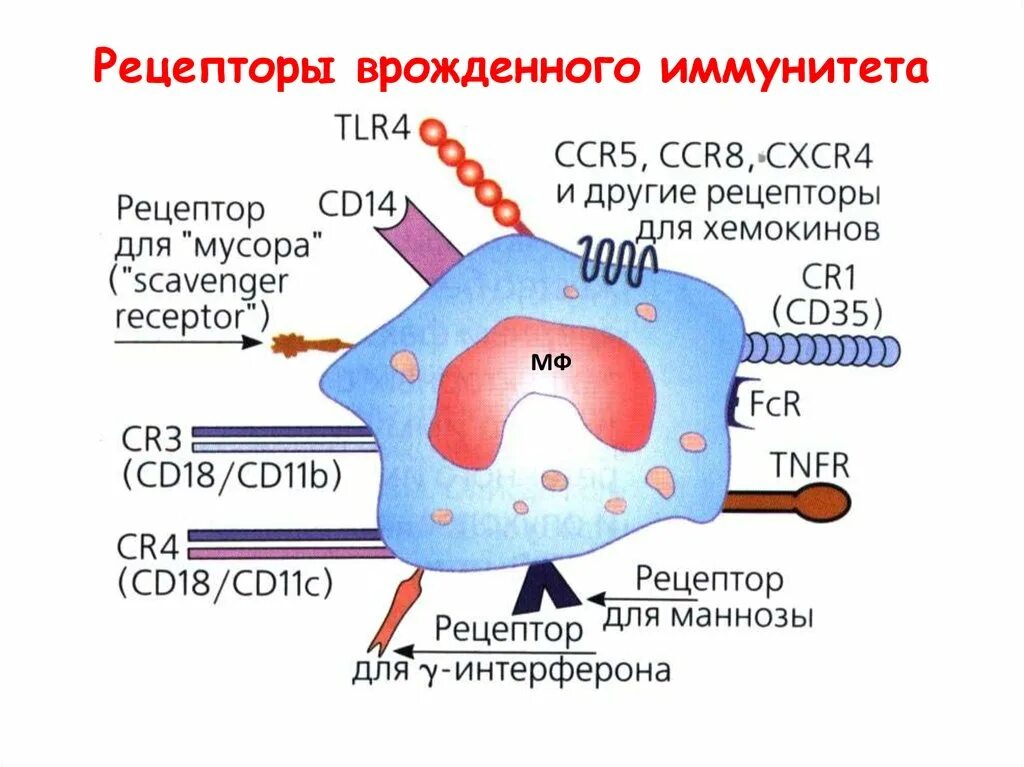 Рецепторы фагоцитов иммунология. Рецепторы мембраны макрофагов. Рецепторы на мембране фагоцитов. Основные рецепторы макрофагов. Антигены макрофагов