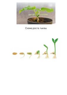 Наблюдение за горохом