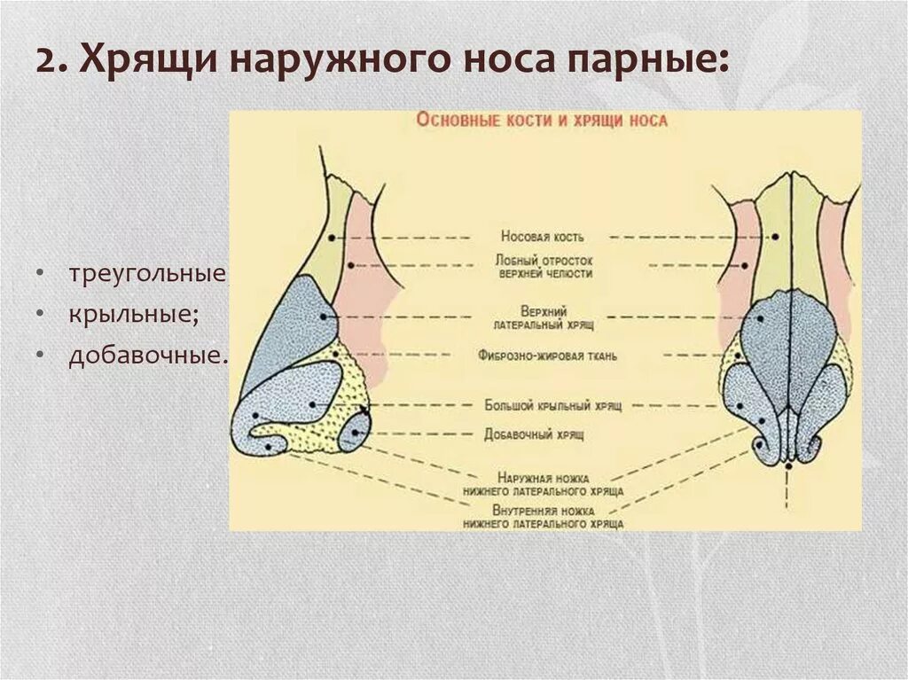 Строение наружного носа. Анатомия носа хрящи носа. Наружный нос анатомия строение. Строение наружного носа анатомия. Внешнее строение носа анатомия.