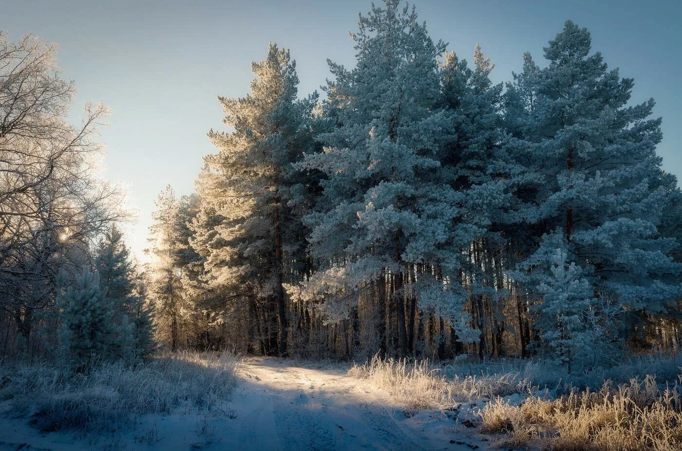 Солнечный зимний день. Зимнее утро. Морозный лес. Красивый зимний лес. Морозный день.