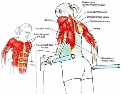Отжимания на брусьях какие мышцы работают