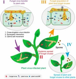 Plant viruses