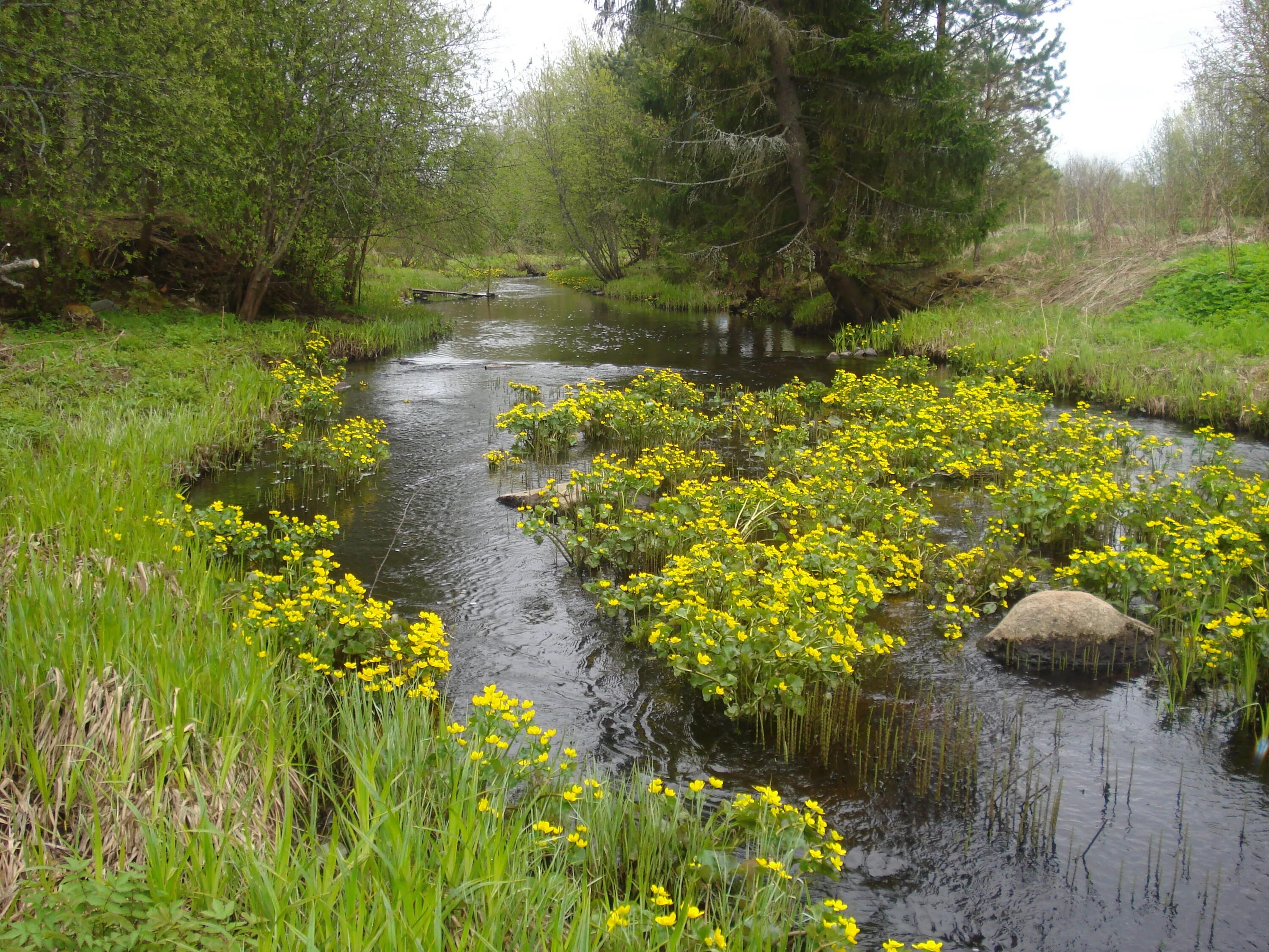 Горная шория кедр. Расти у ручья. Летняя природа ручей. Расти у ручья. Лизихитон курильский.