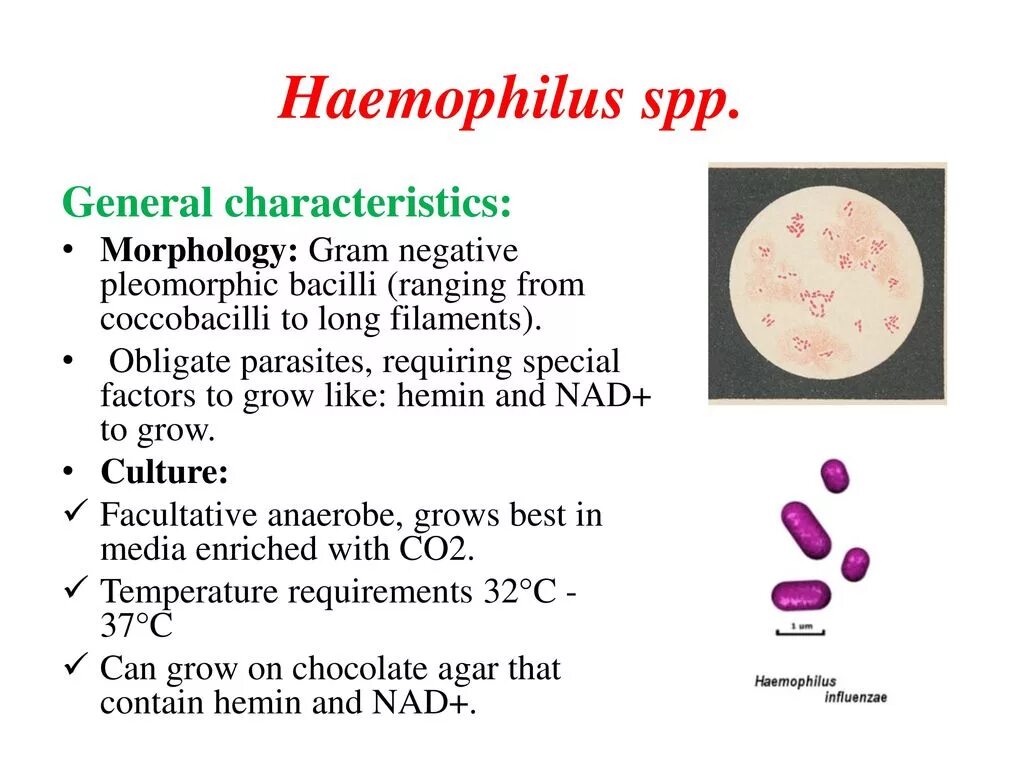 Haemophilus spp у мужчин