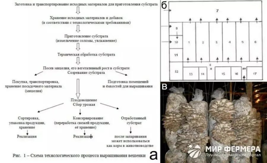 От железнодорожной станции вешенки. Схема этапов выращивания шампиньонов. Технологическая схема выращивания вешенок. Выращивание вешенки технологическая схема. Технологическая схема выращивания шампиньонов.