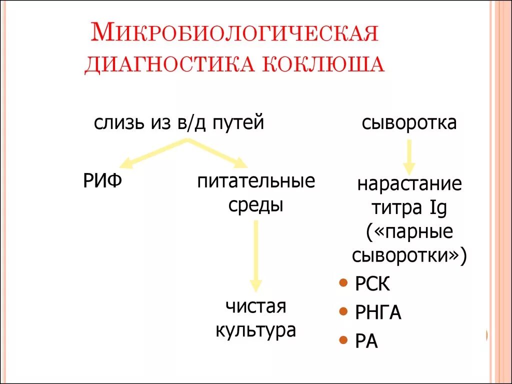 Схема лабораторной диагностики коклюша. Лабораторная диагностика коклюша микробиология. Лабораторная диагностика коклюша и паракоклюша микробиология. Микробиологическая диагностика возбудителя коклюша.