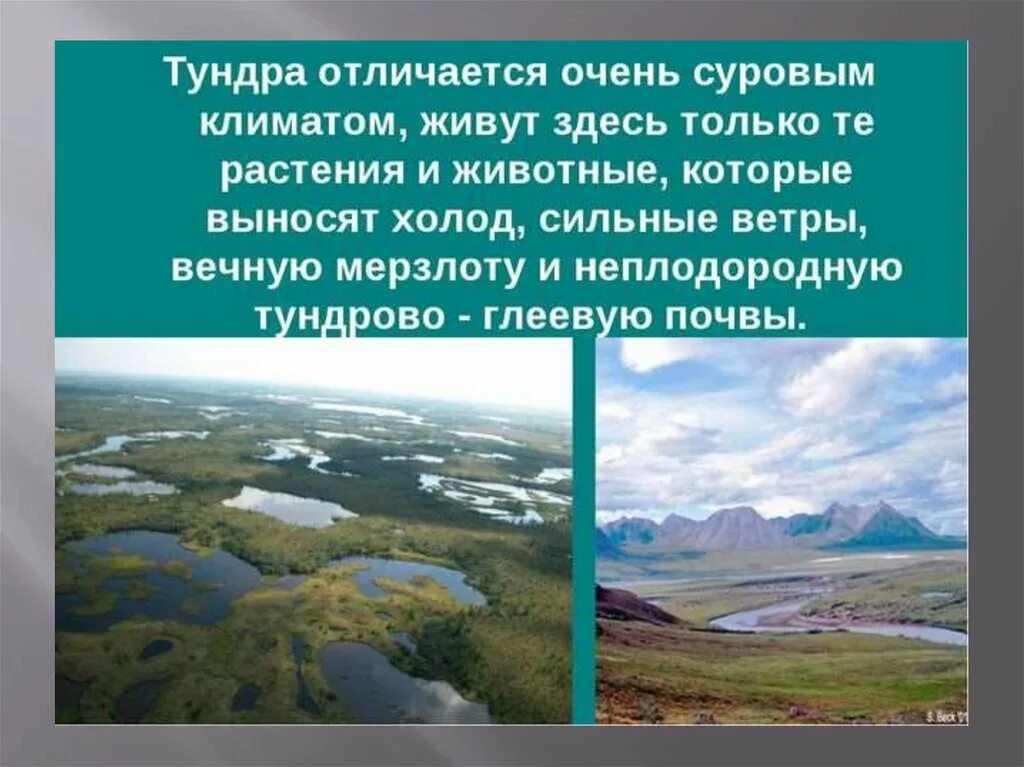 Тундра и другие зоны. Зоны тундра Тайга. Природные зоны Тайга и тундра. Климат тундры. Климатическая зона тундра.