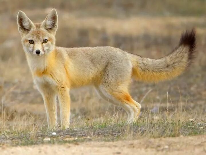 Kit fox. Американский Корсак Vulpes Velox. Лисица Корсак. Песчаная лисица Корсак.