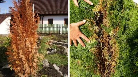 Туи начали сохнуть что делать