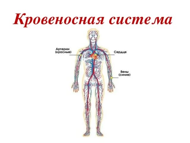 Кровь окружающий мир. Кровеносная система человека 3 класс окружающий мир схема. Кровеносная система система человека 3 класс окружающий мир. Системы человека 4 класс окружающий мир кровеносная система. Органы кровеносной системы человека 3 класс.