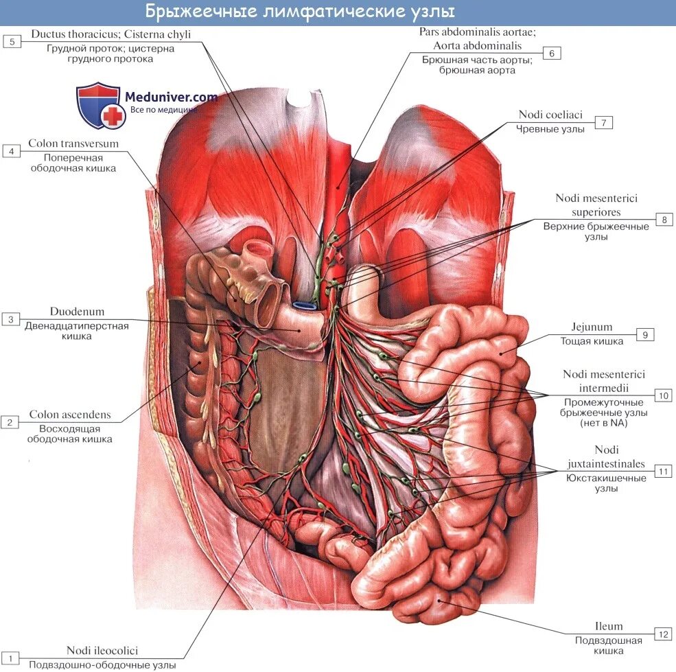 Лимфатические узлы в кишечнике. Чревные узлы анатомия. Лимфатические узлы брюшной полости анатомия. Тонкая кишка кровоснабжение лимфоотток иннервация. Анатомия толстой кишки кровоснабжение иннервация.