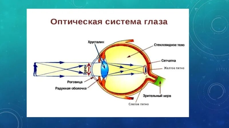 Глаз и зрение физика 9. Строение оптического аппарата зрительного анализатора. Зрительный анализатор строение глаза. Зрительная сенсорная система анатомия. Строение зрительной системы.