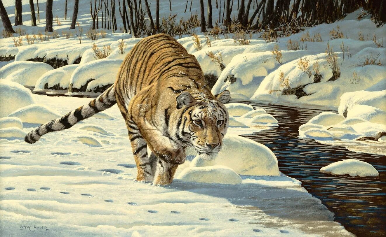 Tiger hunting