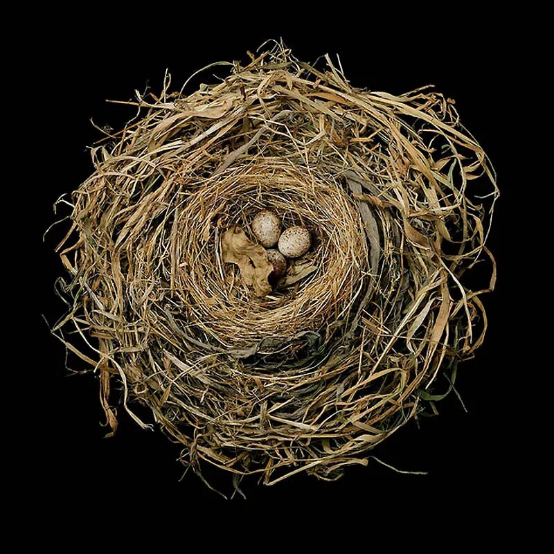 Гнезда разных птиц. Гнездо нест. Стерикап Nest. Гнезда Вальтхарда. Птичье гнездо.