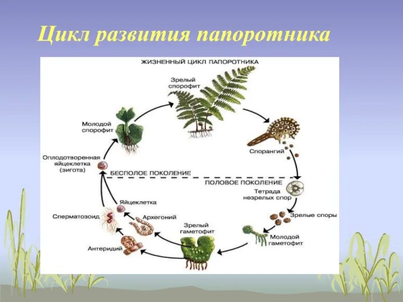 Какие жизненные формы папоротников. Цикл развития папоротника. Отдел Папоротниковидные жизненный цикл. Строение папоротника адиантум. Цикл развития папоротника 6 класс.