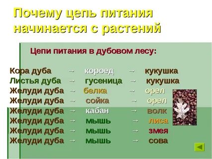 Цепи питания 4 класс окружающий мир
