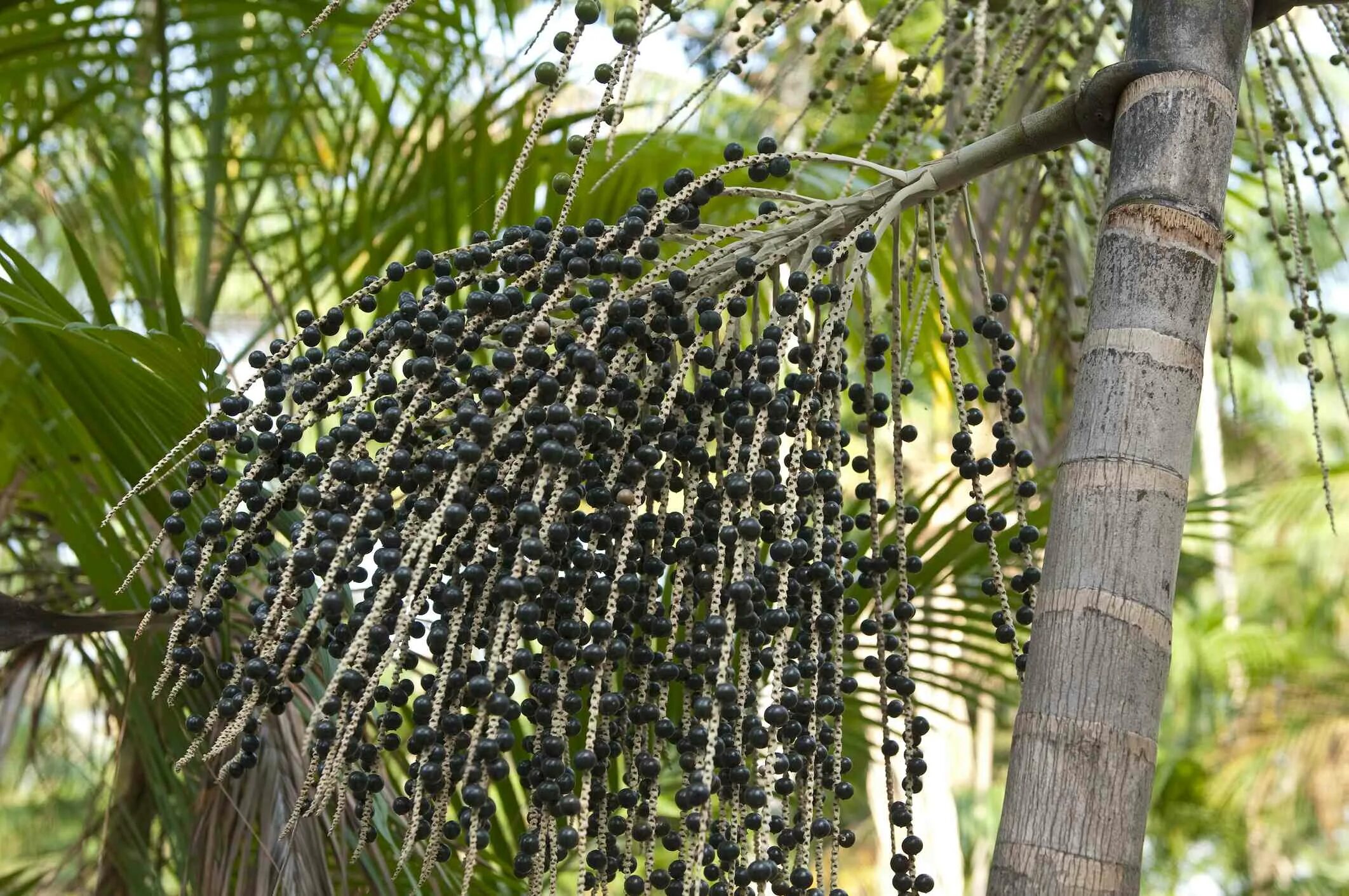 Acai berry. Ягоды асаи. Эвтерпа асаи. Пальма асаи (Euterpe oleracea). Бразильская ягода асаи.