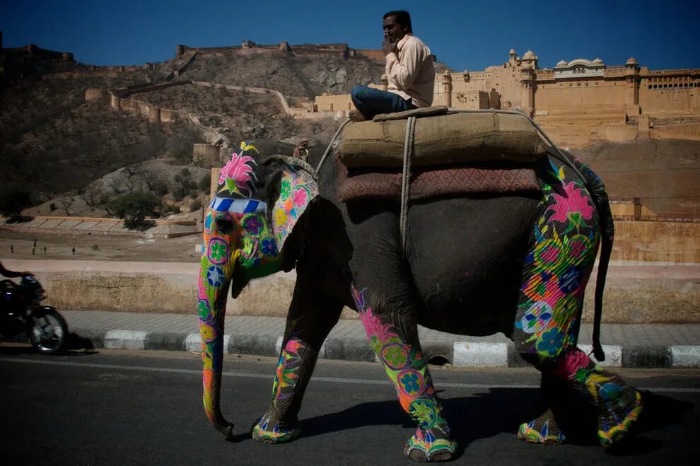Индийские слоны живут. Фестиваль слонов в Индии. Индия слоны. Фестиваль слонов — Джайпур, Индия. Индийский слон в Индии.