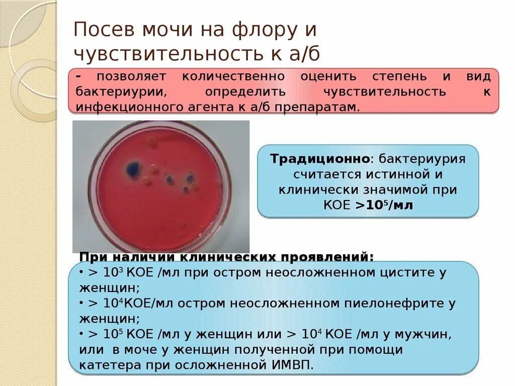 Посев мочи форум. Посев мочи. посев мочи на микрофлору. бактериологический посев мочи. бактериологическое исследование и чувствительность к антибиотикам.