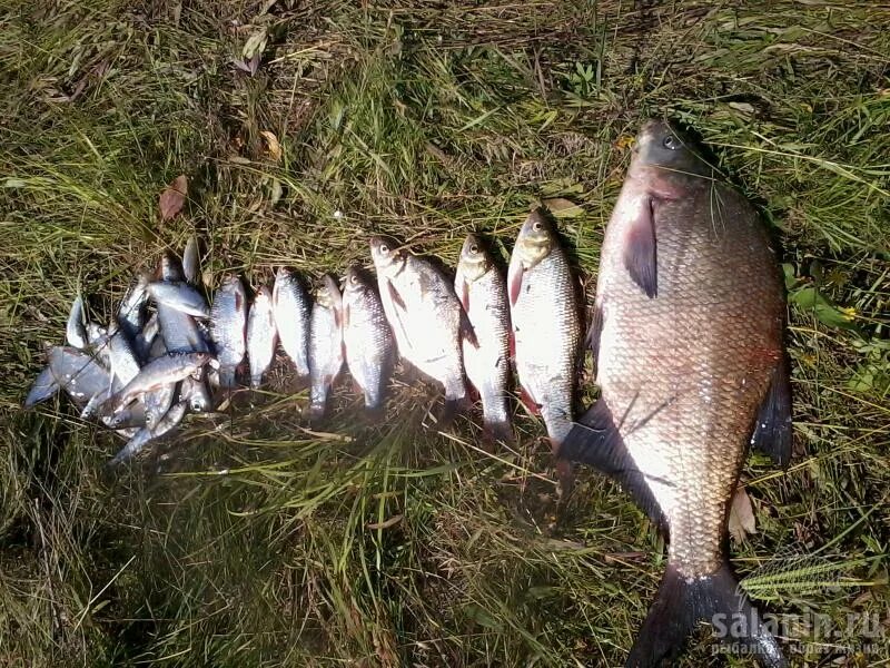 Вазузское водохранилище рыбалка. Улов подлещиков. Вазузское водохранилище рыбалка летом. Улов на речке лещи и язи. Форум вазузского водохранилища