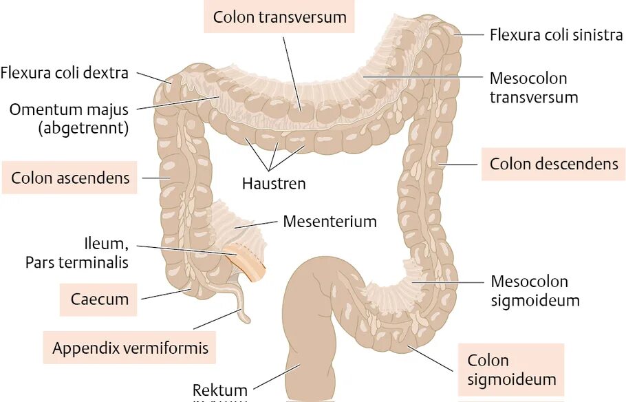 Colon перевод. Отделы толстой кишки с брыжейкой.