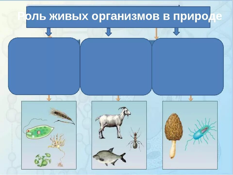 Роль живых организмов в природе. Значение живых организмов в природе. Роль живых организмов для человека. Живые организмы в жизни человека.