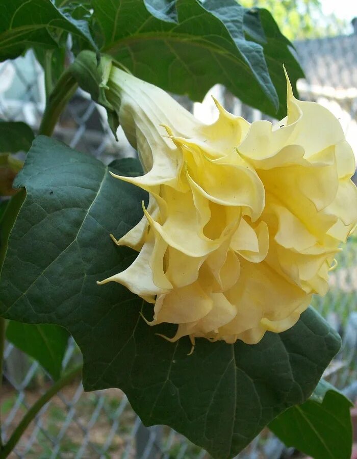 How to Plant Angel Trumpet Flower In The House For Ornamental Plants For Beginne