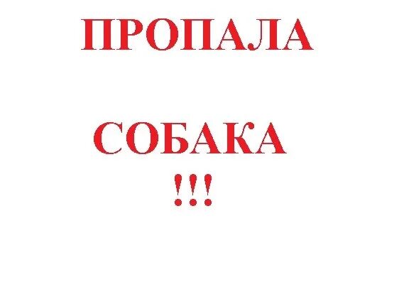 Пропала собака помогите. Картинка потерялась собака. Помогите найти собаку потерялась. Картинки пропала собака помогите найти. Пропала собака рисунок.