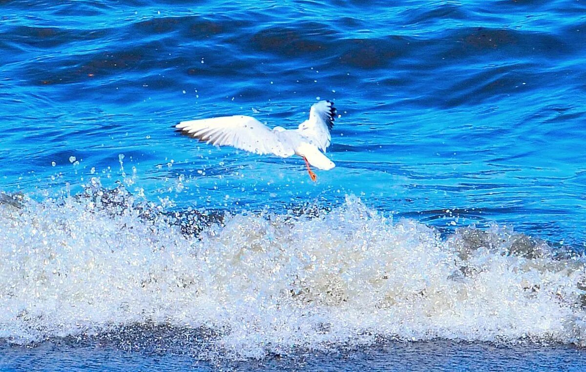 Волны и чайки над морем. Море, Чайки. Чайка над волной. Море волны Чайка. Чайки на воде.
