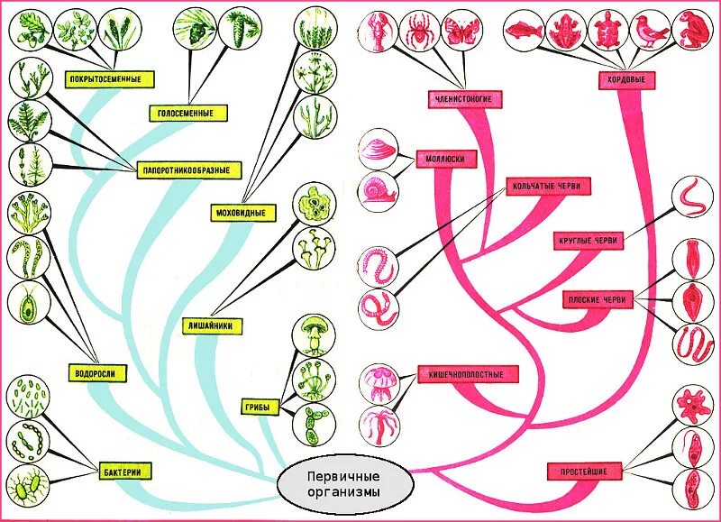 Этапы эволюции животных схема. Общая схема эволюции живых организмов. Древо живого