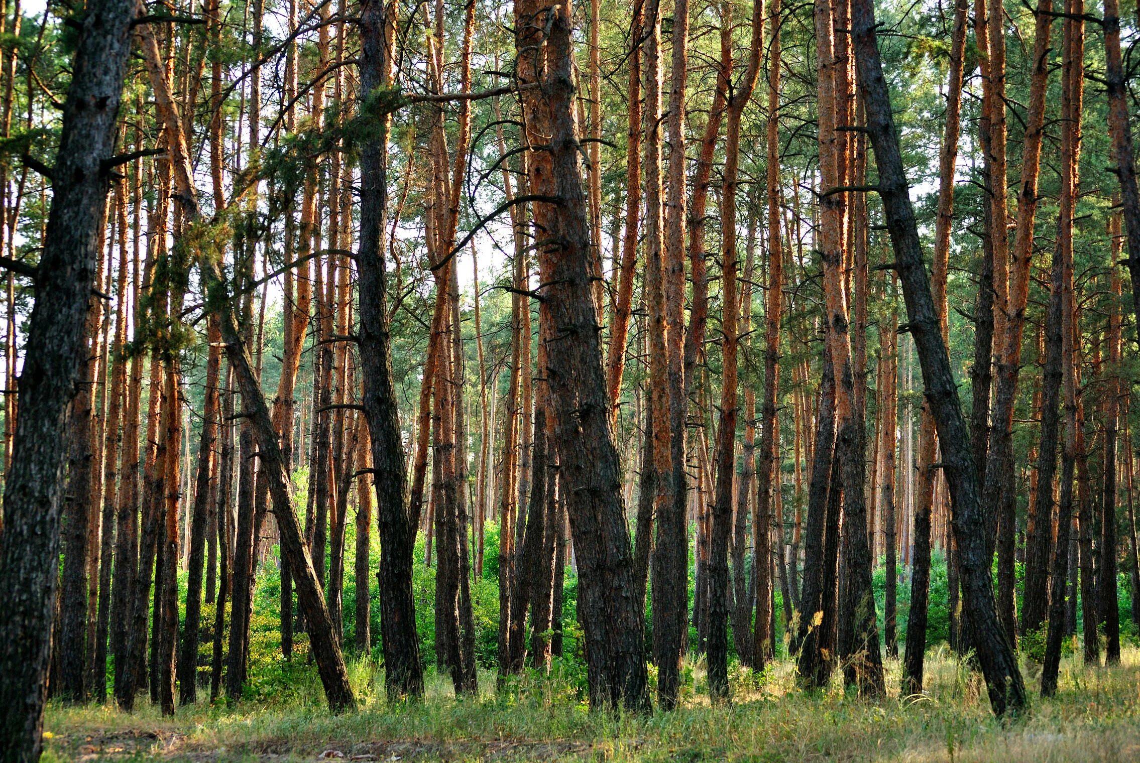 Ориентирование по стволу сосен. После сосновый. Сосна пиния веточка. После сосновый. Лес после дождя.