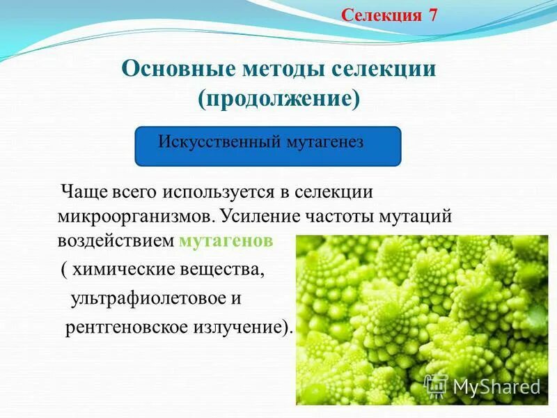 Тест по теме цитоплазма. Цитоплазма внутренняя среда клетки,органоиды. Тест по теме цитоплазма. Структура клетки и процесс. Тест по теме цитоплазма.